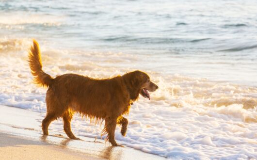 Dog Friendly Powered Sites